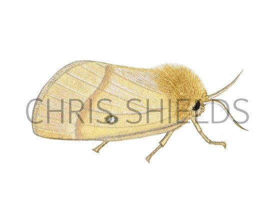 Illustration of Oak Eggar Moth (Lasiocampa quercus) (#2487)