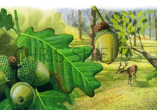 Illustration of Oak Leaves & Acorns (#2737)
