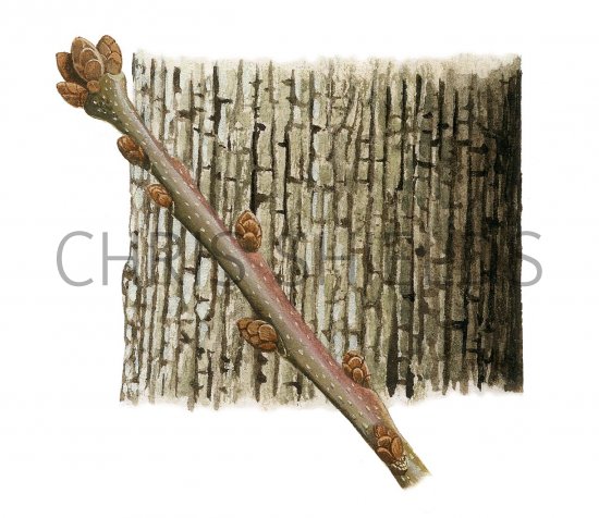 Illustration of Oak bark & twig(Quercus robur)  (#2396)