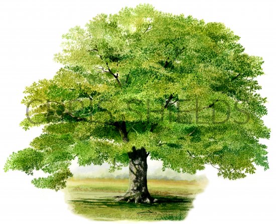 Illustration of Oak Tree (Quercus robur) (#4332)