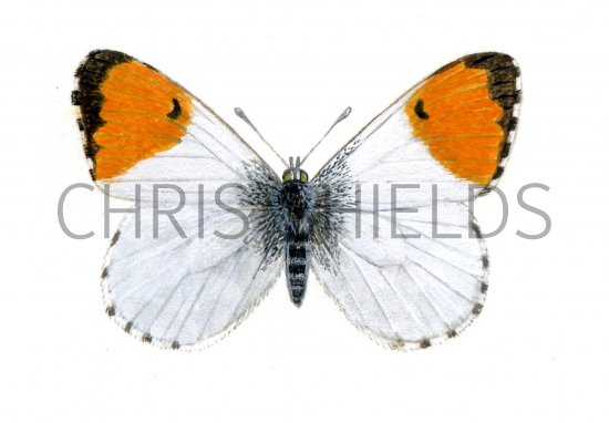 Illustration of Orange Tip (male) Anthocharis cardamines 02  (#0314)
