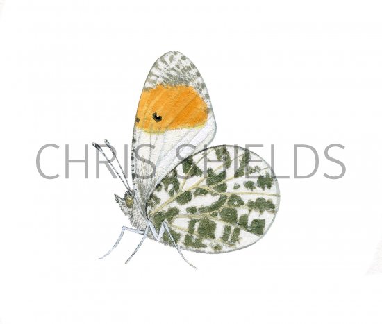Illustration of Orange Tip (male) Anthocharis cardamines (#2983)