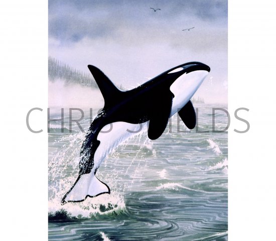 Illustration of Orca (Whale Killer) Orcinus orca (#0876)