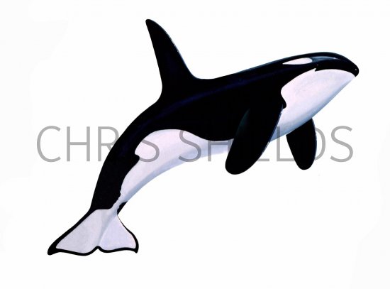 Illustration of Orca (Whale Killer) Orcinus orca (#2036)