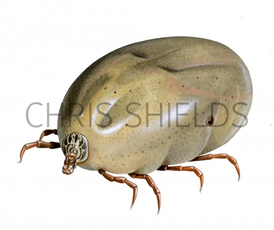 Illustration of Ornate Cow Tick (Dermacentor reticulatus) fed female (#3889)