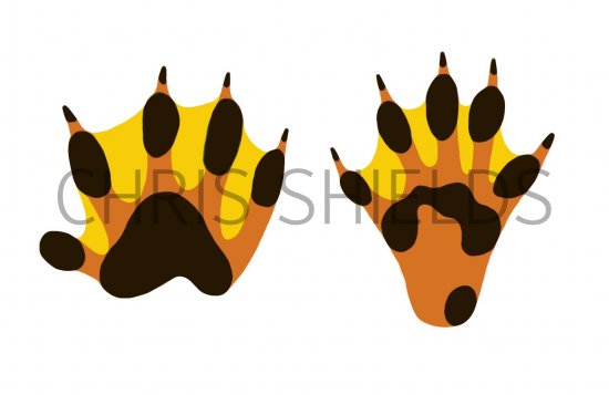 Illustration of Otter (Lutra lutra) Footprint (#1320)