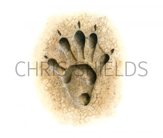 Illustration of Otter (Lutra lutra) Footprint (#1449)
