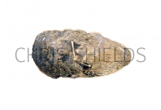 Illustration of Tawny Owl pellet (Strix aluco) (#0532)
