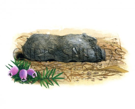 Illustration of Short-eared Owl pellet (Asio flammeus) (#1778)