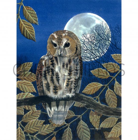 Illustration of Tawn Owl (Strix aluco) (#0530)