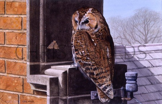 Illustration of Tawn Owl (Strix aluco) (#1102)
