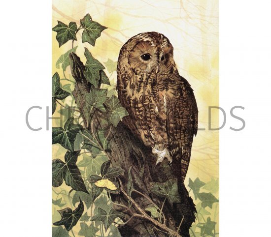 Illustration of Tawn Owl (Strix aluco) (#1230)