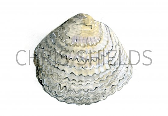 Illustration of Oyster (Common) Ostrea edulis (#0775)