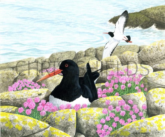 Illustration of Oystercatcher (Haematopus ostralegus) (#1730)