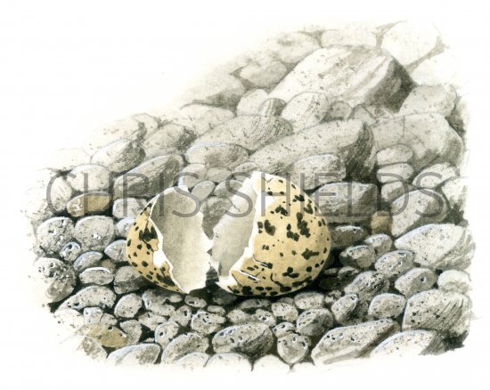 Illustration of Oystercatcher hatched egg (Haematopus ostralegus) (#1728)