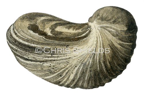 Illustration of Devil's toenail Gryphea fossil (#0101)