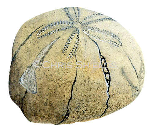 Illustration of Heart Urchin Fossil (Micraster) (#0687)