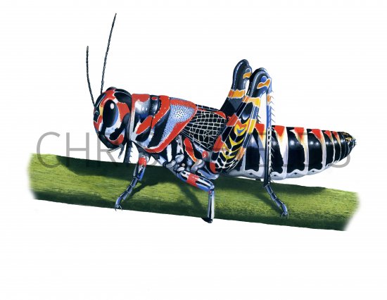 Illustration of Painted Grasshopper (Dactylotum bicolor) (#2455)