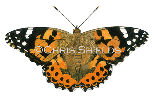 Illustration of Painted Lady (Vanessa cardui) (#1550)