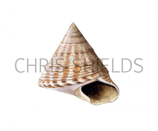 Illustration of Painted Topshell (Calliostoma zizyphinum) (#1900)