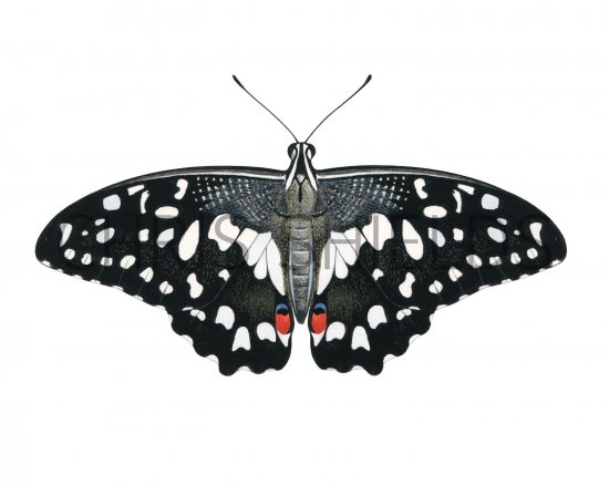 Illustration of Mariposa del Muerte (Papilio demoleus) (#2182)