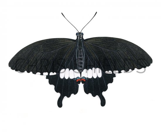 Illustration of Common Mormon (Papilio polytes) (#2187)