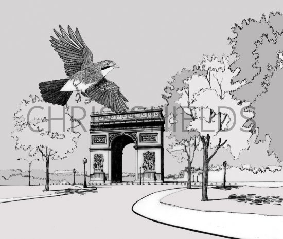 Illustration of Jay (Garrulus glandarius) (#0459)
