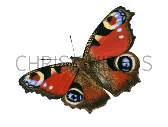 Illustration of Peacock (Inachis io) (#0316)