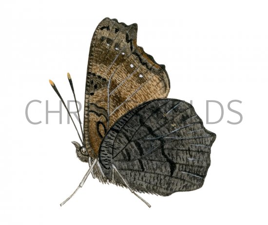 Illustration of Peacock Butterfly (Inachis io) (#2988)