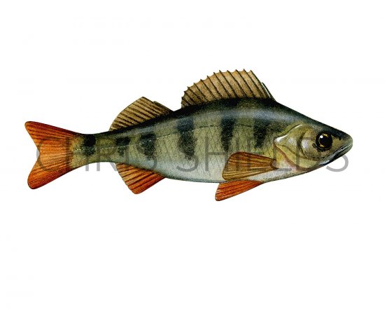 Illustration of Perch (Perca fluviatilis) (#2682)