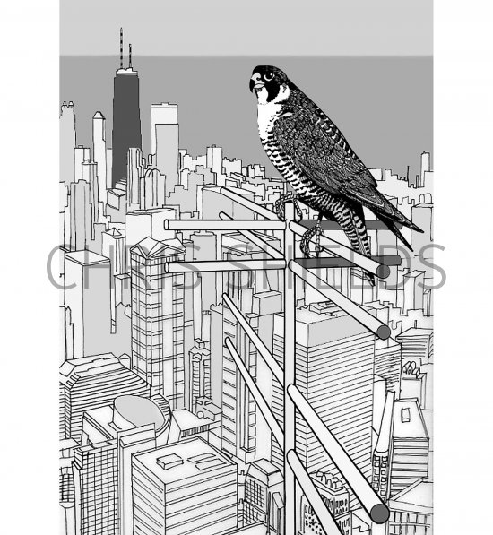 Illustration of Peregrin Falcon (Falco peregrinus) over Chicago (#2945)
