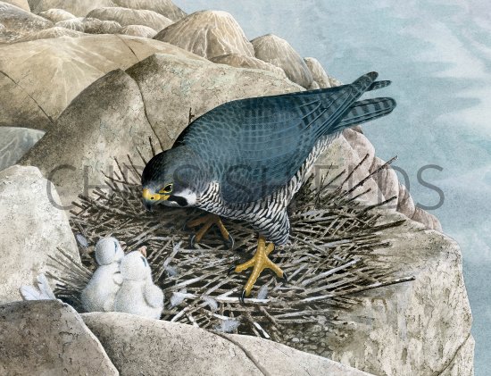 Illustration of Peregrin falcon with chicks (Falco peregrinus) (#3760)