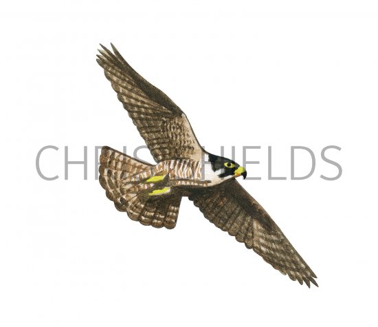 Illustration of Peregrin falcon with chicks (Falco peregrinus) (#3631)