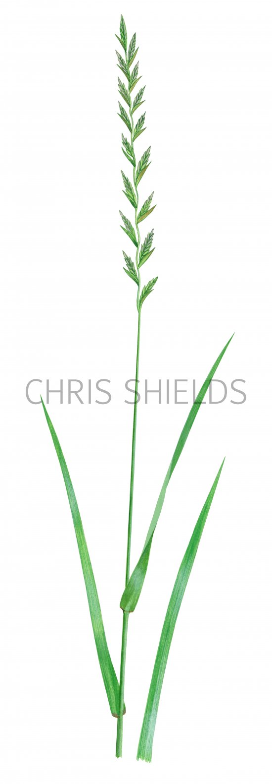 Illustration of Perennial Rye Grass (Lolium perenne)  (#2268)