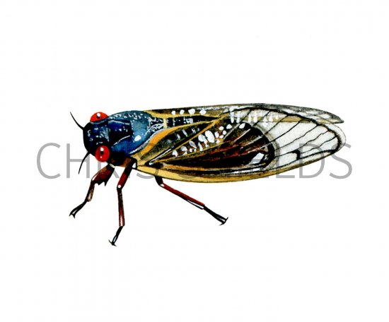Illustration of Periodical Cicada (Magicicada sp.) (#2095)