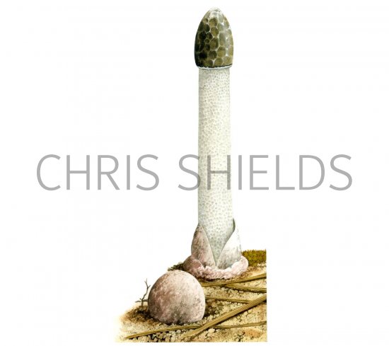 Illustration of Phallus hadriani (Sand Stickhorn) (#1942)