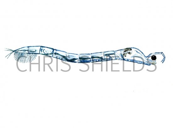 Illustration of Phantom Midge Larvae (Chaobirus) (#1531)