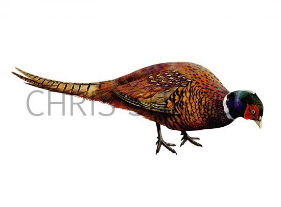 Illustration of Common Pheasant (Phasianus colchicus) (#1576)