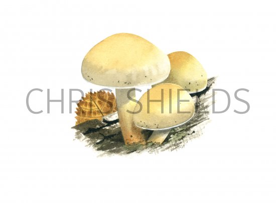Illustration of Pholiota alnicola var. alnicola (Alder Scalycap) (#4229)