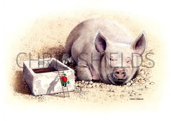 Illustration of Pig (domestic) Sus scrofa domestica - Limited Edition Print (#0278)