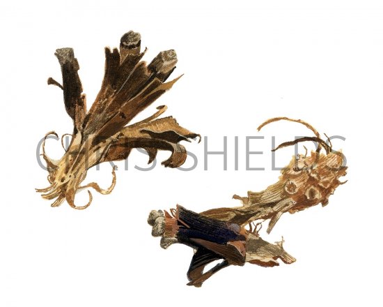 Illustration of Pine Cones eaten by mouse (#2249)