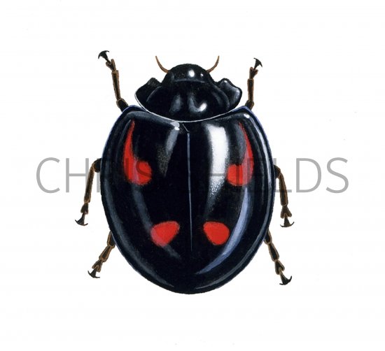Illustration of Pine Ladybird (Exochomus 4-pustulatus) (#0903)
