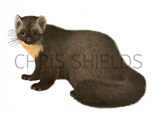 Illustration of Pine Marten (Martes martes), (#3658)