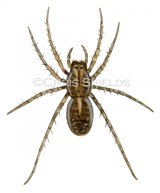 Illustration of Pirate Wolf Spider (Pirata piraticus) (#1483)