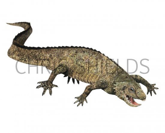 Illustration of Placodus (#2448)