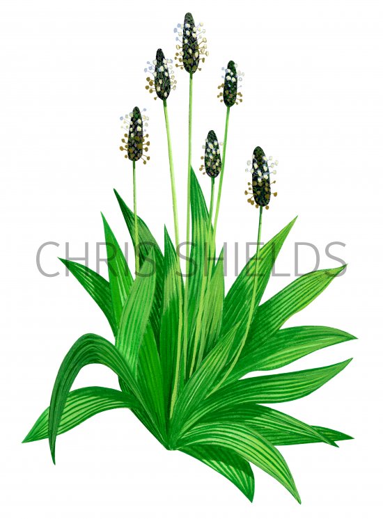 Illustration of Plantain (Ribwort) Plantage lanceolata (#0626)