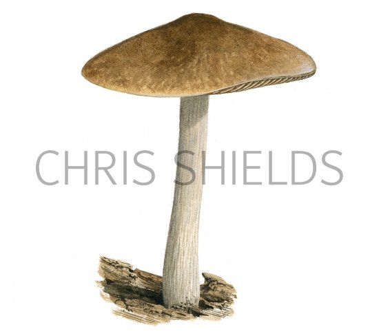 Illustration of Pluteus cervinus (Deer Shield) (#3464)
