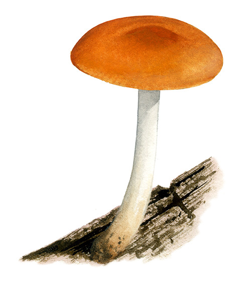Illustration of Pluteus aurantiorugosus (#3816)
