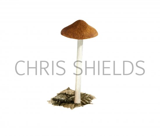 Illustration of Pluteus griseoluridus (#3824)