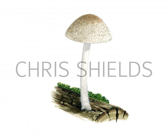 Illustration of Pluteus hispidulus (#3822)